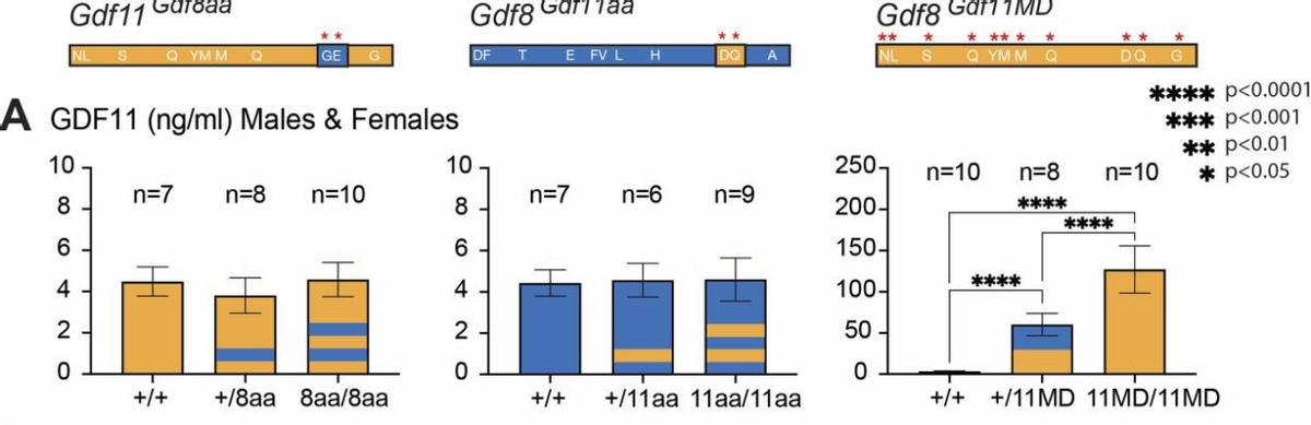 探究GDF11和GDF8氨基酸替代对骨骼发育相关信号通路的实用性研究