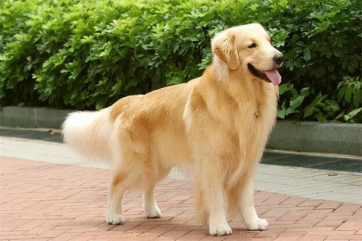 金毛犬价格一般多少钱一只,金毛犬纯种多少钱一只