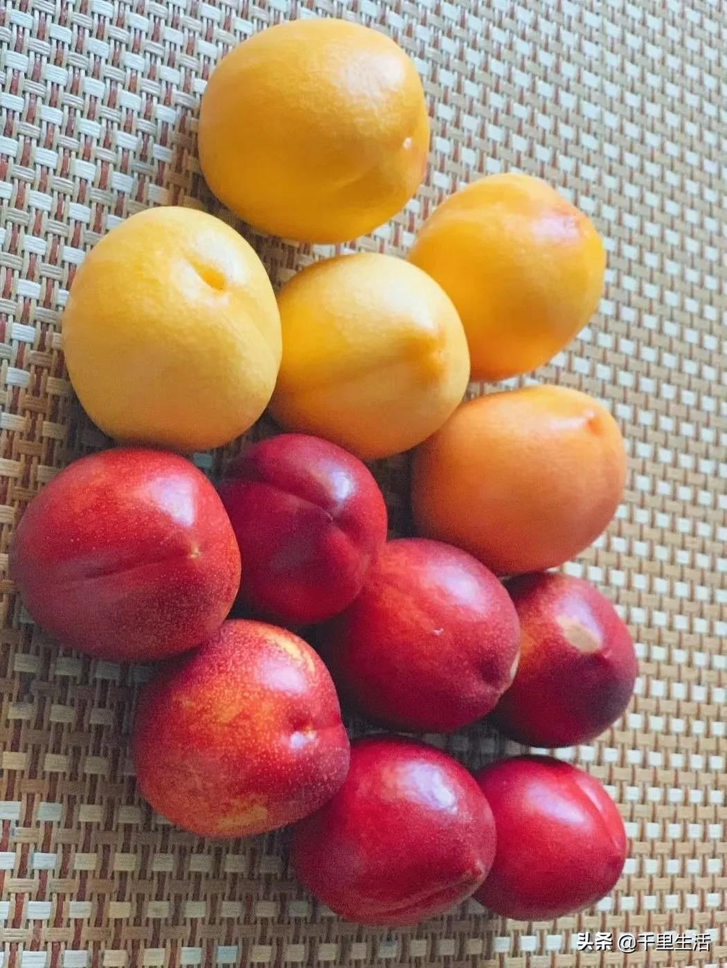 现摘正宗山东蒙阴脆甜黄油桃,山东蒙阴蜜桃之乡的桃子上市啦