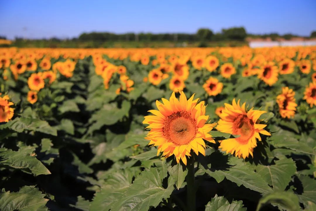 北京周边的向日葵花海,顺义向日葵花海