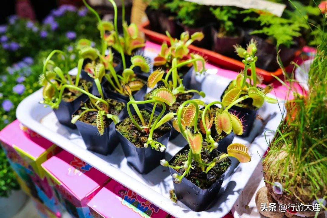 大连花市哪里最好玩,大连的花市有哪些