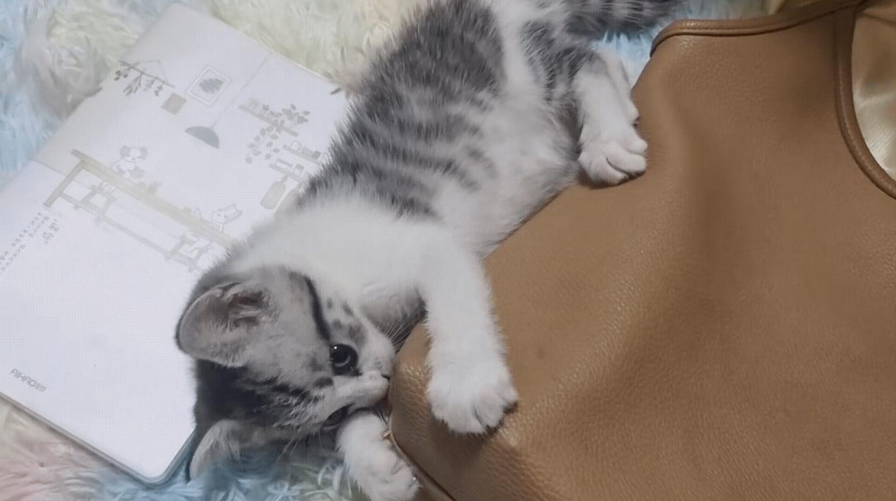 几百块钱买的猫靠谱吗,几百块的猫是真的吗