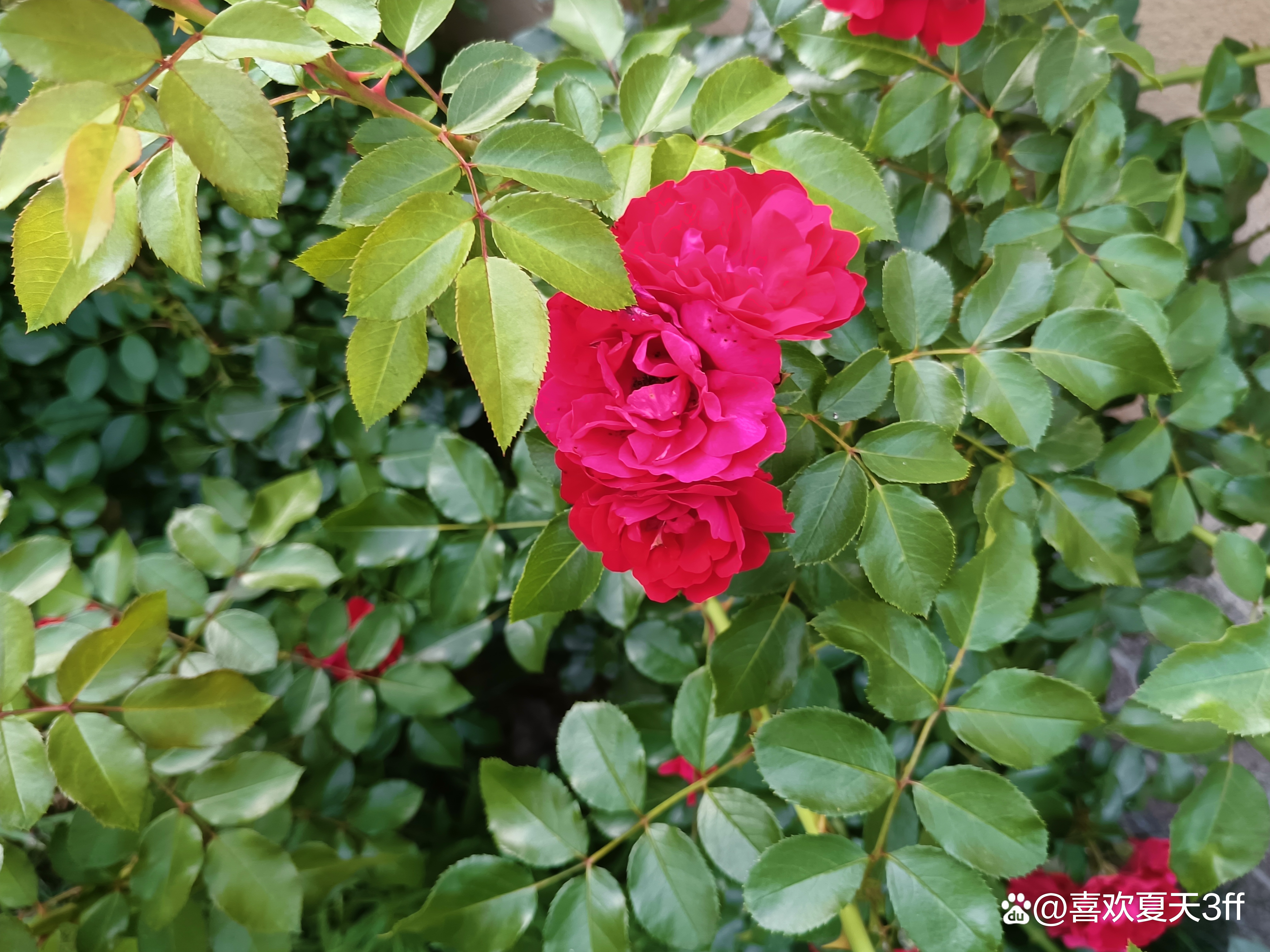 在夏日里盛开的一朵月季花,盛夏盛开的月季花