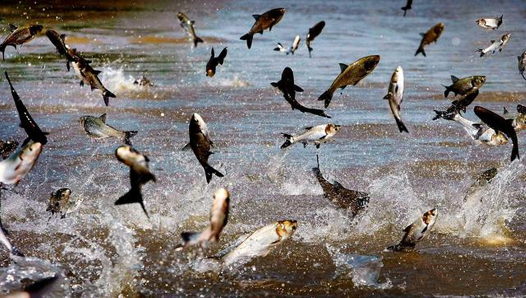 悬赏五百万抓鲤鱼,悬赏20万抓鱼