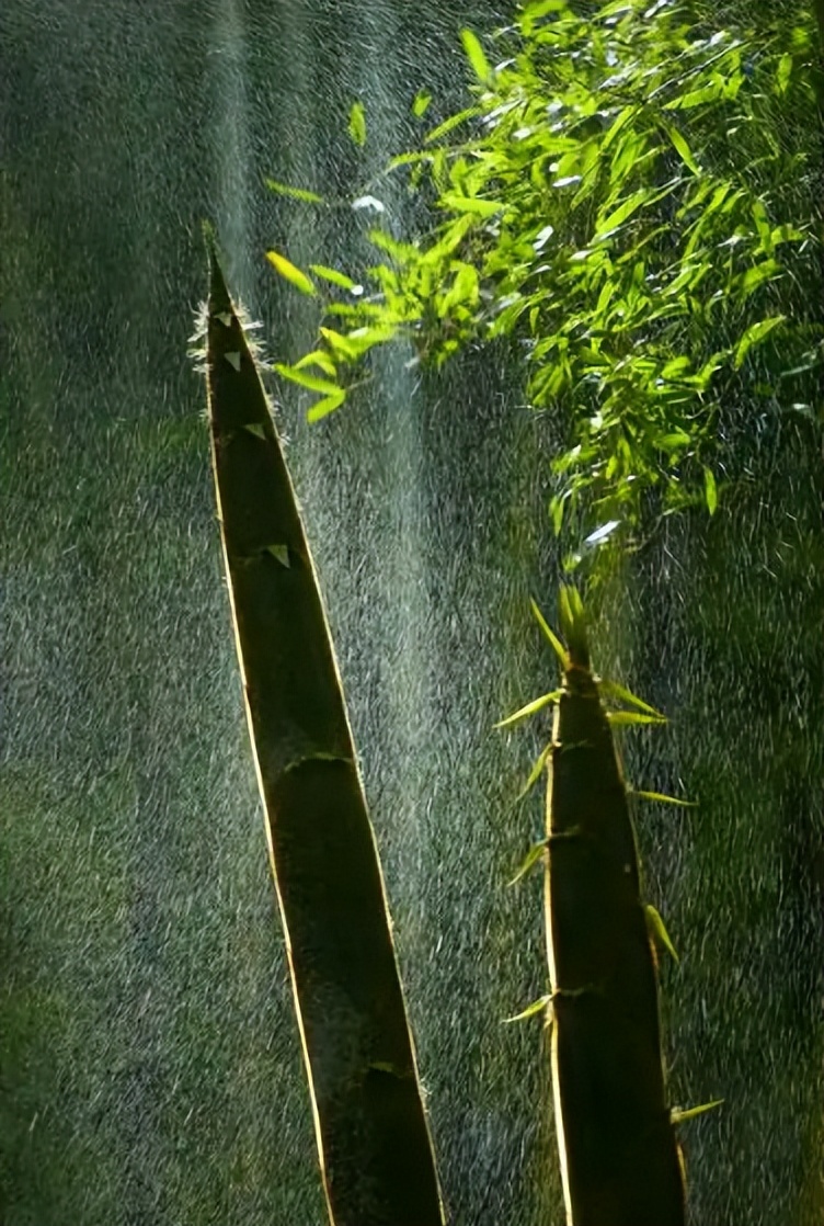 初夏新笋,关于竹笋的诗词8首