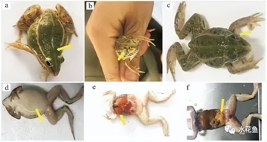 蛙歪头病：黑斑蛙歪头病病原米尔伊丽莎白菌分离、鉴定及特性分析