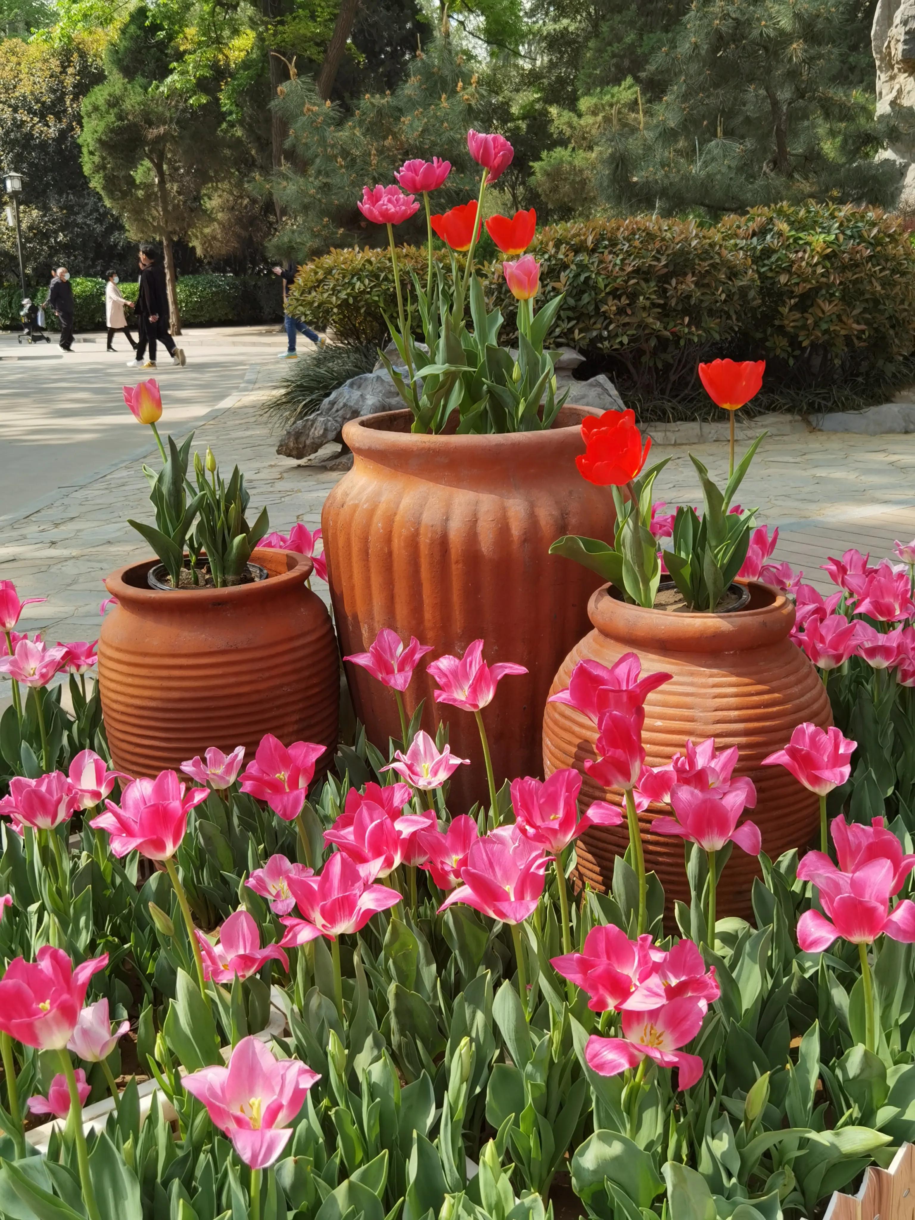 郁金香花语送长辈,郁金香花语永恒的爱与祝福