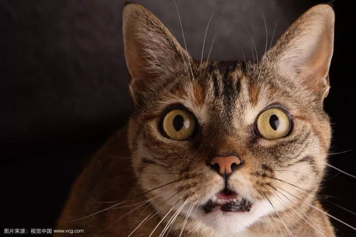 广府人为什么叫作弊做“出猫”？这6只猫，所有广东人都识