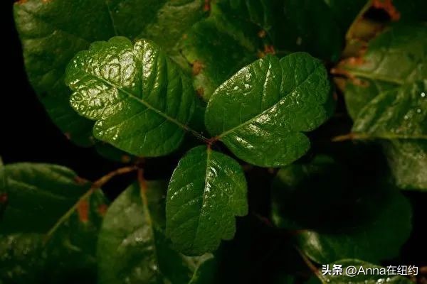 四种最毒的毒草,最毒的六种毒草