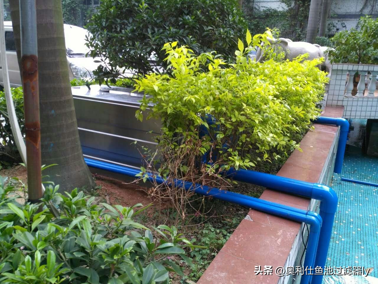 锦鲤鱼缸不喂食可以多久不换水,锦鲤入池三天喂食换水正常吗