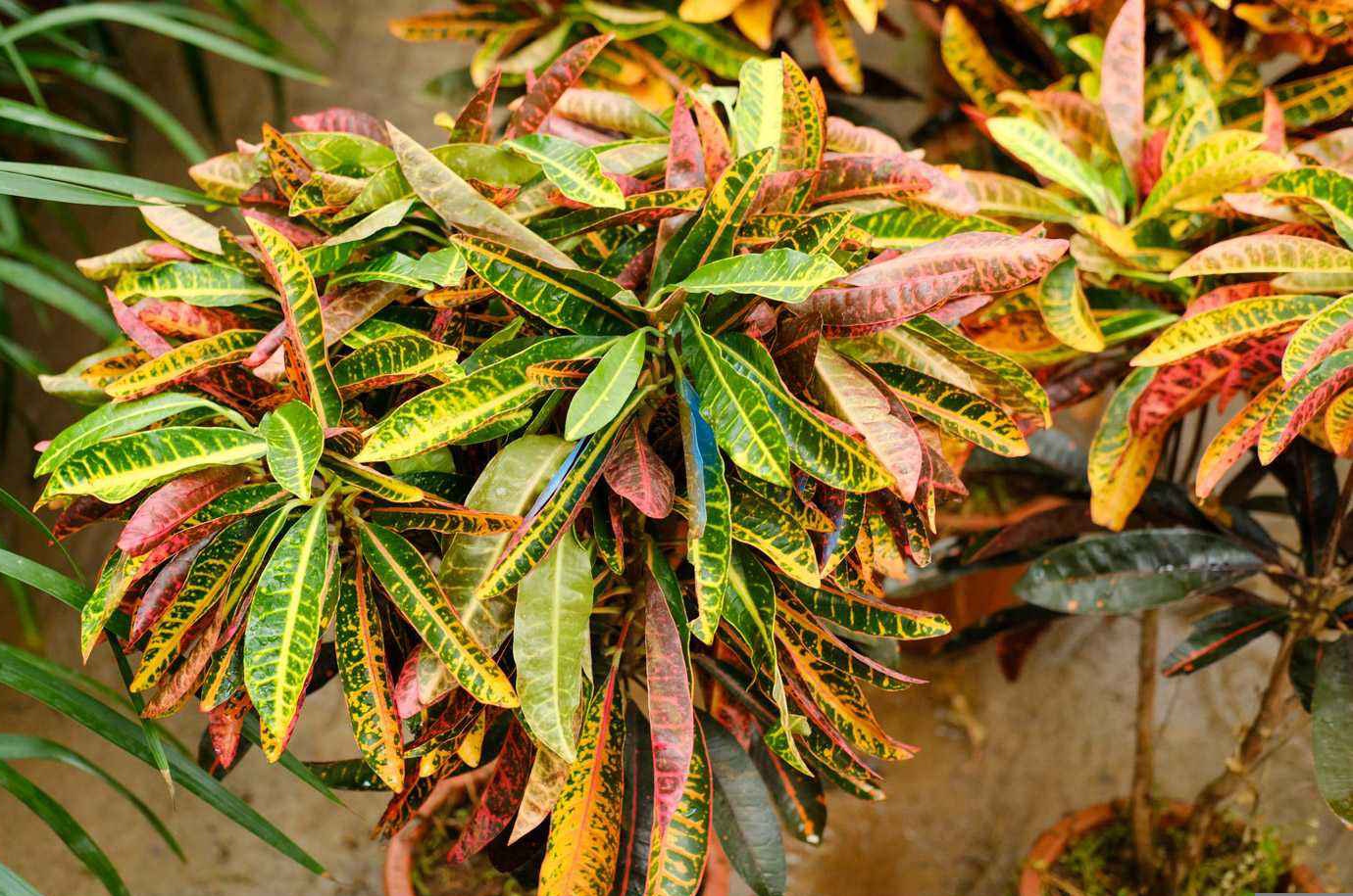 常见有毒花千万别碰,世上有毒的花和植物