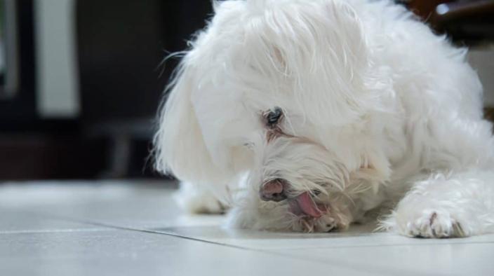 狗狗舔爪子怎么缓解,狗狗舔舐主人是什么表现