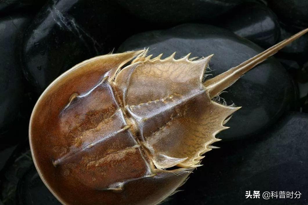 4亿多年蓝色血液引人类陷入绝境,4亿岁生物被疯狂抽血