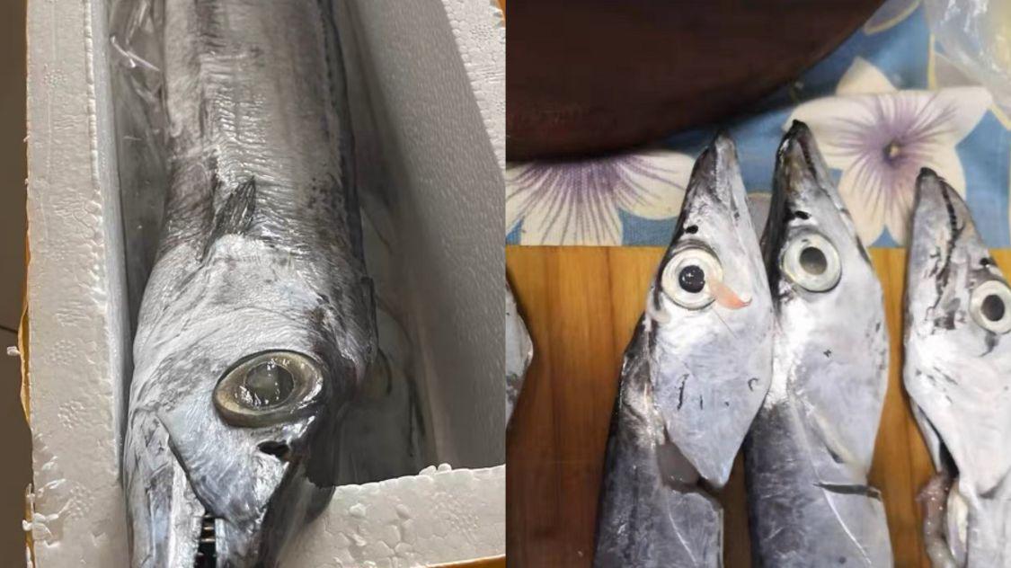 带鱼眼睛黄色跟白色有什么差别,买带鱼大眼睛的好还是小眼睛的好