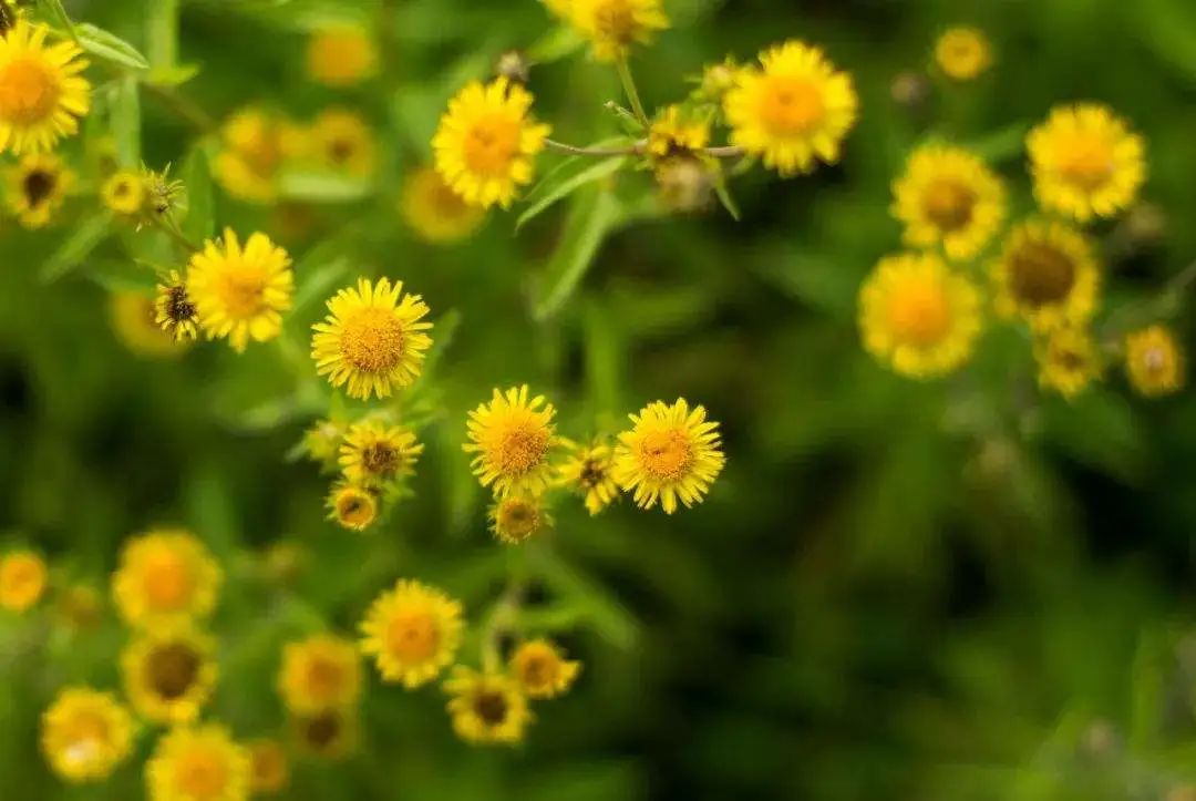 千古巨星正在煎茶，此时菊黄秋高、山寺清幽