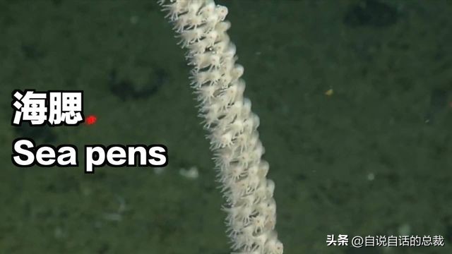 潜入深海寻找宝藏,潜入海底最深处你会发现什么