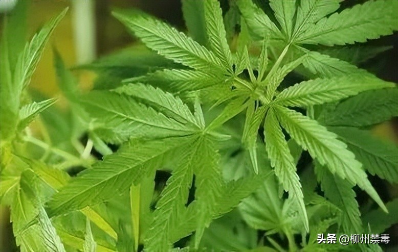 新规落地！*子烟电**早已入侵校园，见到违规产品可立即举报！