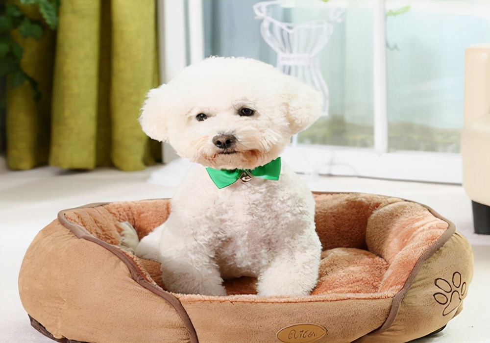 幼犬吃什么好不吃狗粮,幼犬刚到家不吃狗粮应该怎么喂