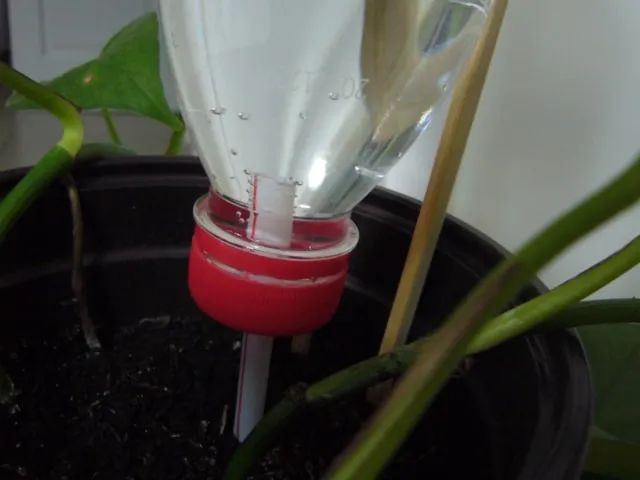 回家过年植物没人浇水怎么办,放假回家植物怎么办