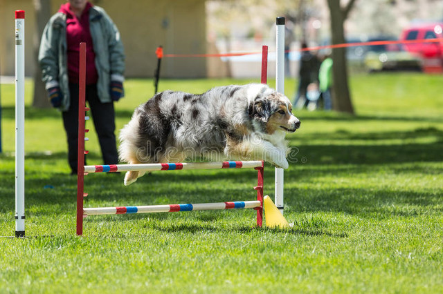 海淀妈妈“鸡娃”还“鸡狗”——妈妈中的“卷”王