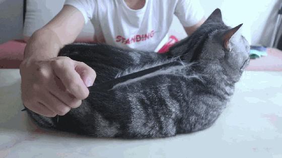 猫掉毛严重怎么办其实方法很简单,猫毛粘衣服怎么办小妙招教你解决