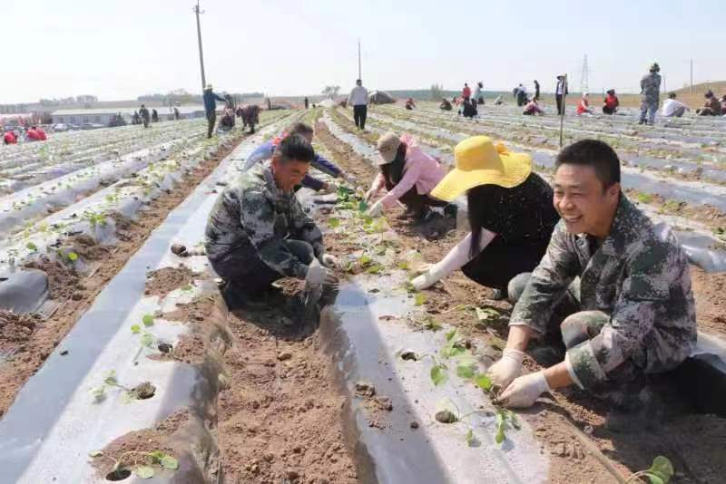 梅河口牛心顶镇：移栽蔬菜秧苗，种下增收“希望”