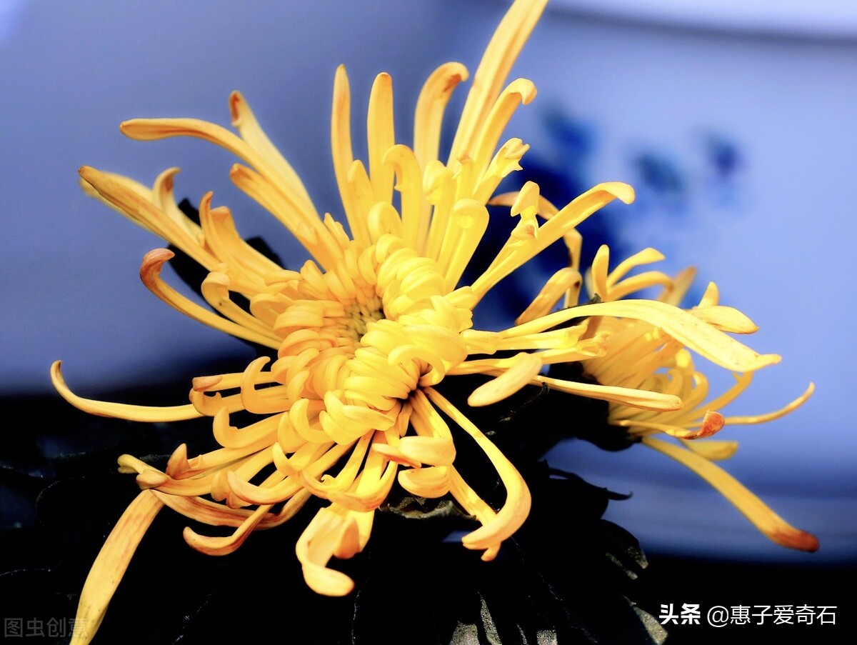 赞美花中四君子的古诗有哪些,赞美花中四君子的诗句