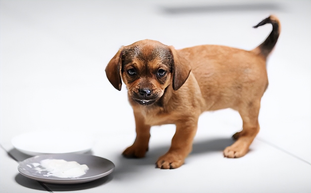 狗狗拉黑色的稀便严重吗,狗狗拉黑色的稀屎怎么回事