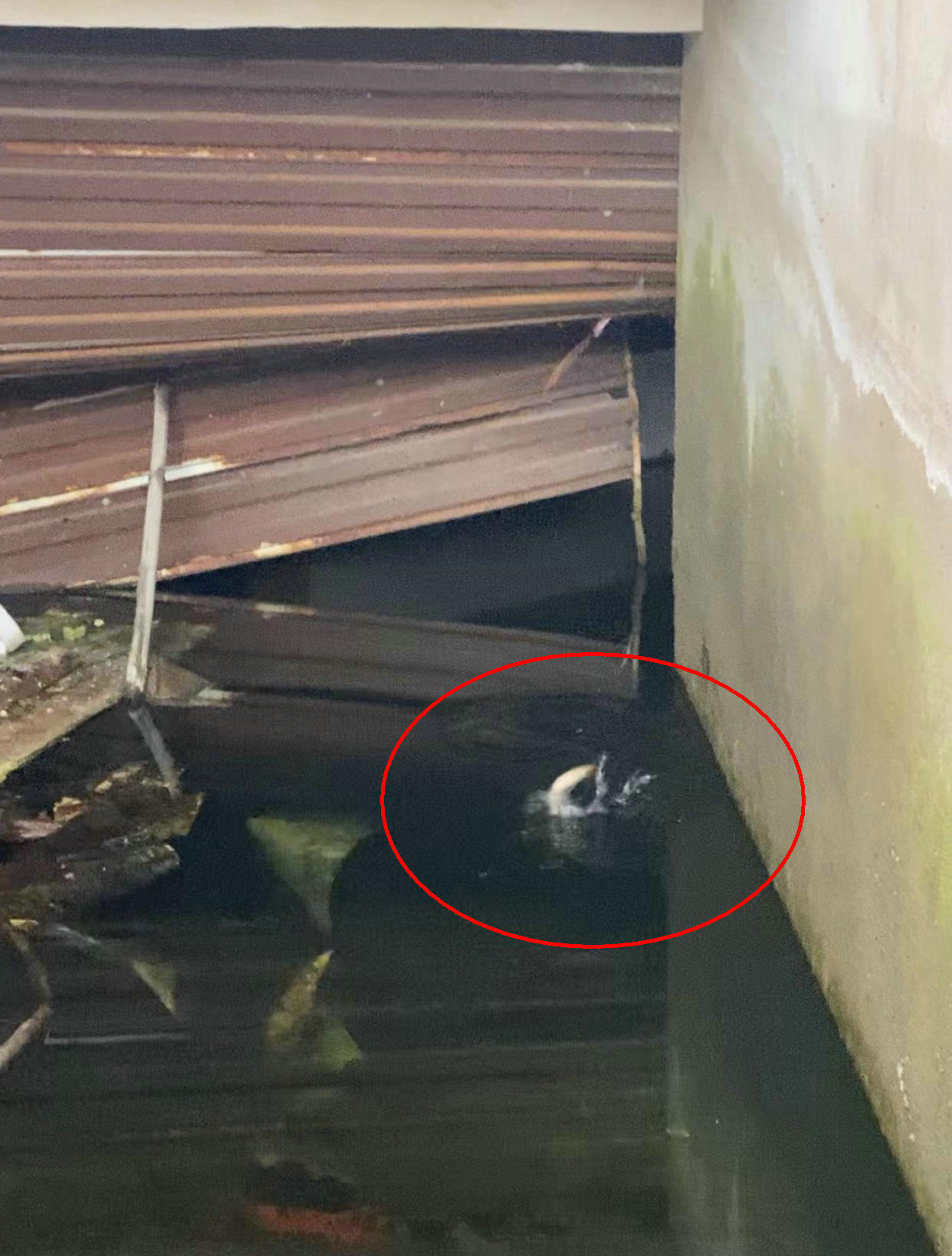 废弃停车场变鱼塘,深圳车库积水变鱼塘