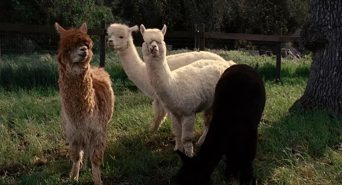 2020圣诞节礼物女生,2021圣诞节礼物女生