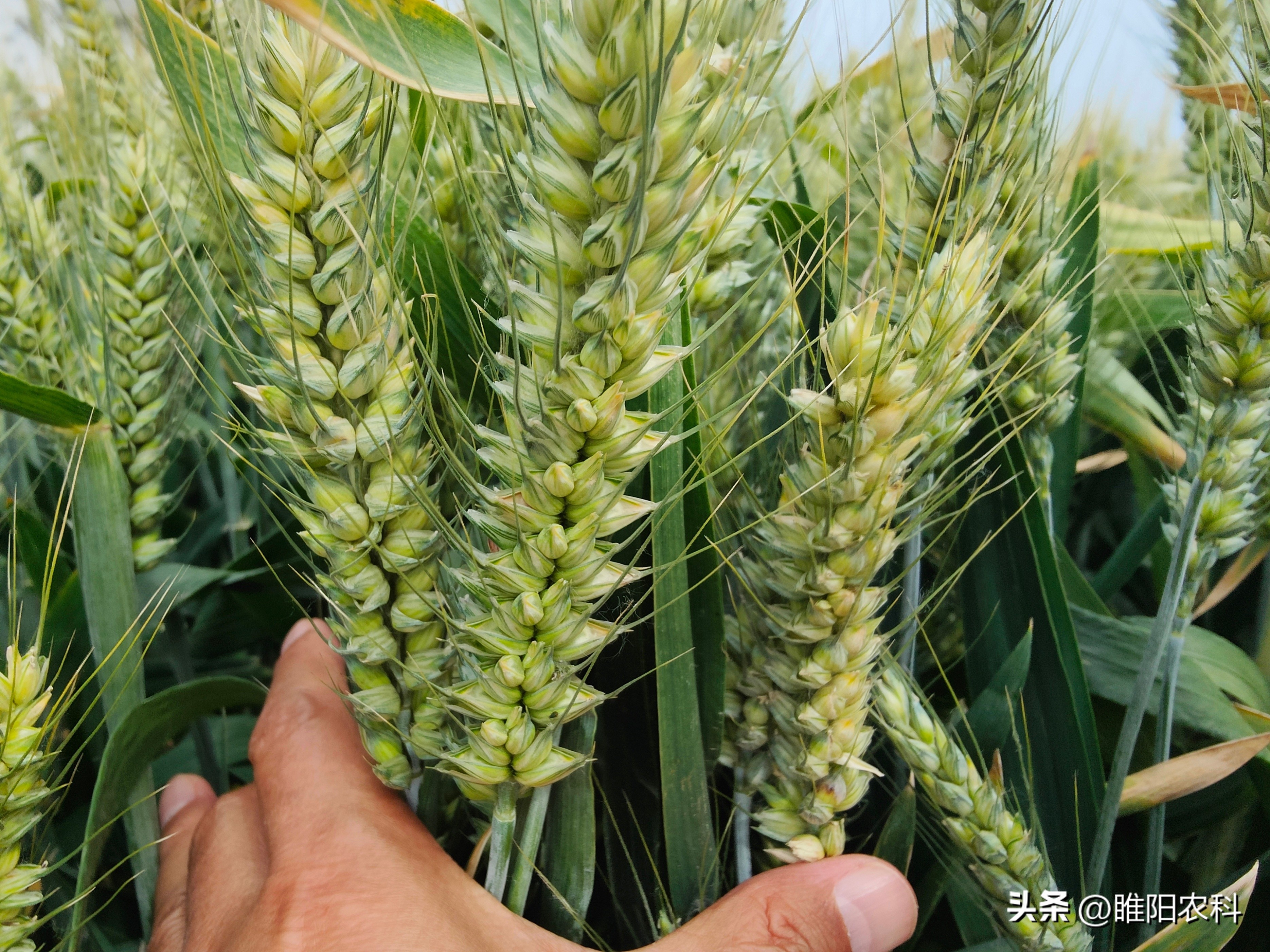 河南今年的小麦什么品种好,河南哪些小麦品种抗病