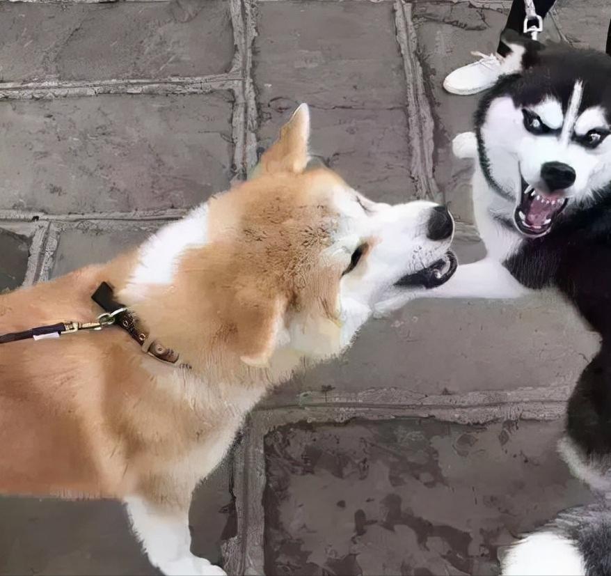 为啥不建议养秋田犬,千万别养秋田犬