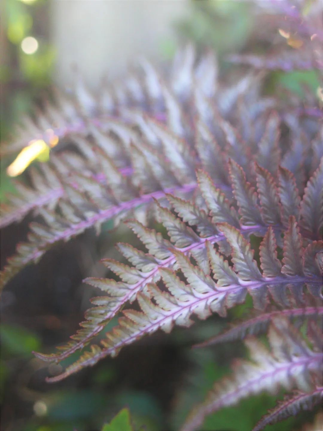 鏃ユ湰鐢昏暔鍏绘姢,绱壊鐢昏暔鑰愬瘨