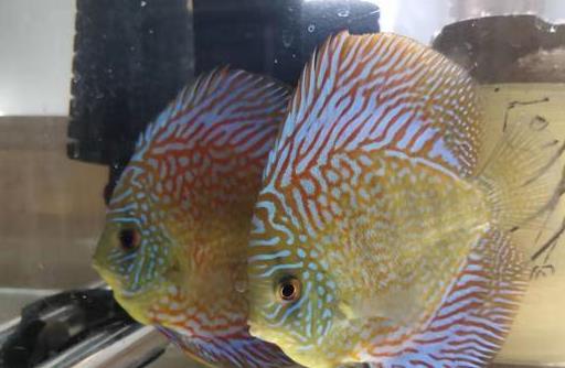 七彩神仙鱼饲养放水妖精吗,饲养七彩神仙鱼的书籍