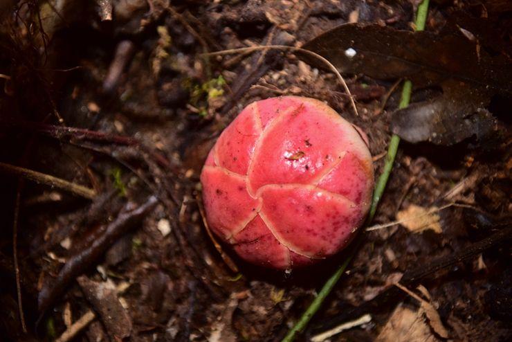 五本二次元梦幻粮草佳作：欢迎小书虫们入坑