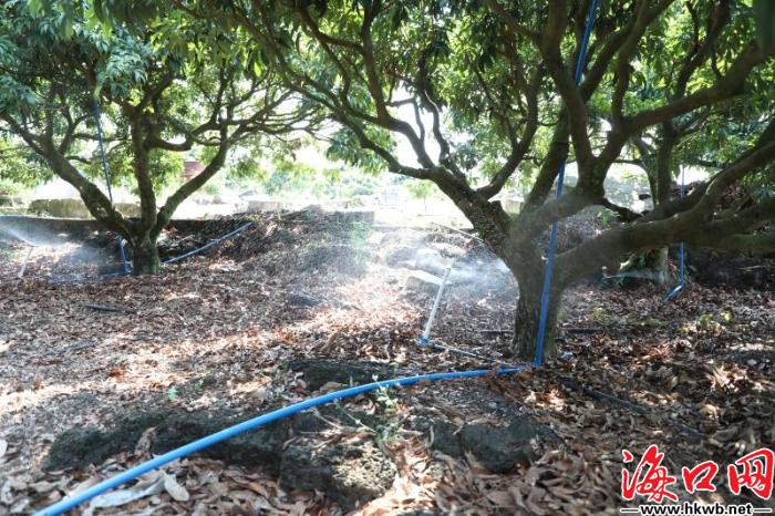 果子未熟订单已到海口火山荔枝王搭上电商“快车”