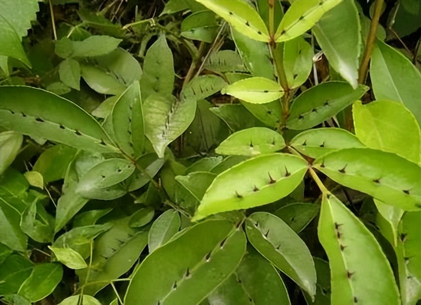 两面针的根能治牙疼吗,两面针治牙疼