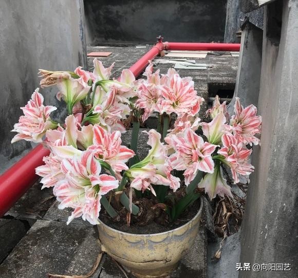 朱顶红遍地都是假货，花大价钱买土朱，让人防不胜防！