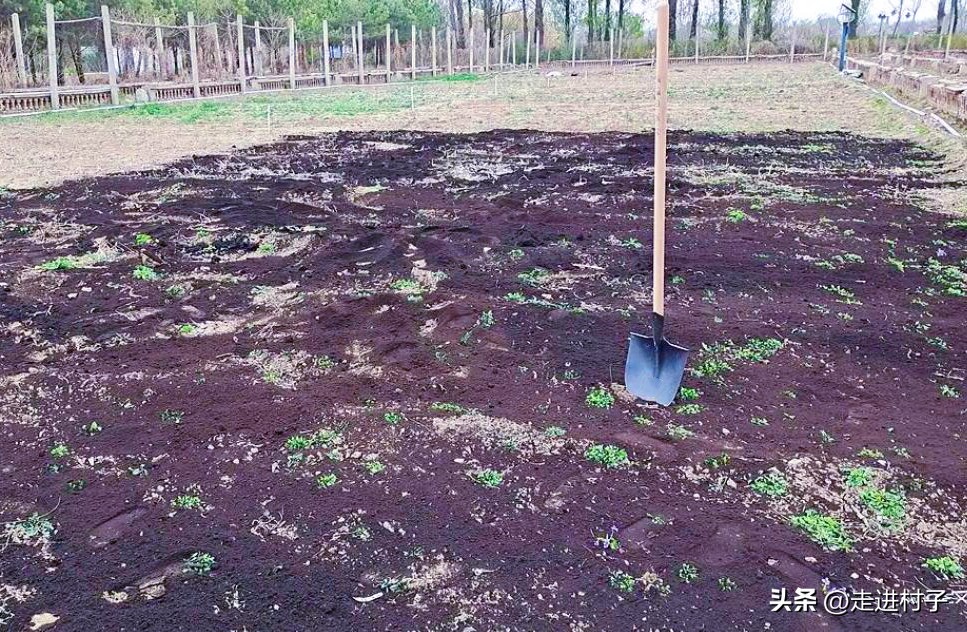 种植土豆放什么药不长虫,种土豆用什么农药防治地下害虫