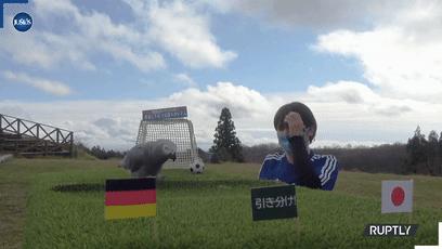 大熊猫成功“预测”日本战胜德国,大熊猫预测四场球赛