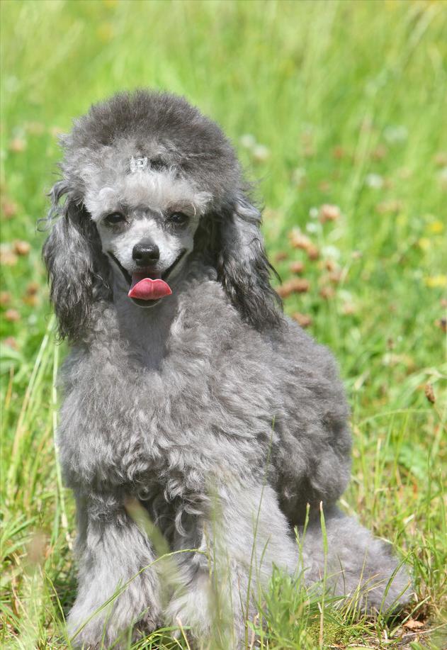 泰迪贵宾犬怎样区分,泰迪贵宾犬怎么区分