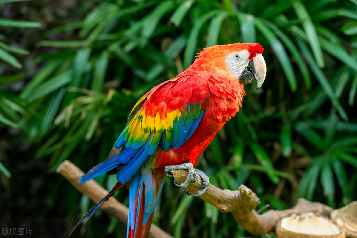 鹦鹉出血急救方法视频播放,玄凤鹦鹉临死之前的急救方法