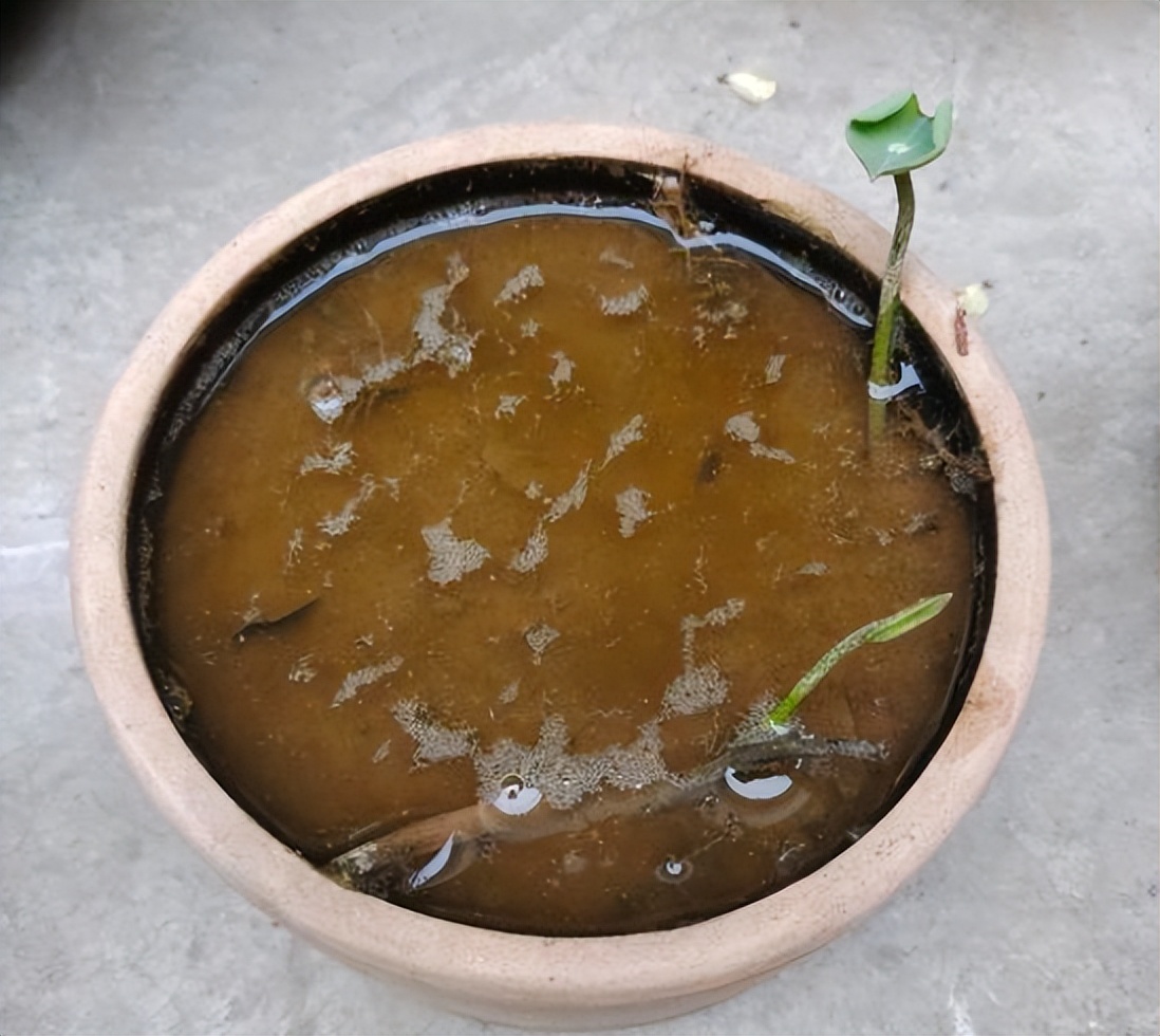 新手碗莲种不好教你一个小技巧,碗莲种藕多久开花