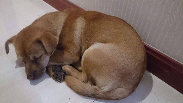 狗狗泌尿道疾病症状,狗狗妇科疾病预防