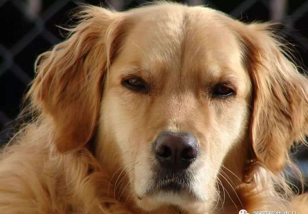 金毛肚子胀气排便困难怎么办,三个月的金毛要怎么训练定点排便