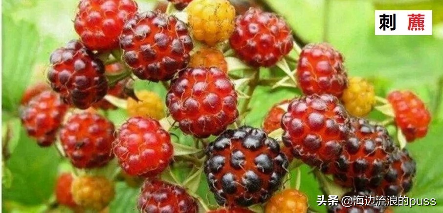 四川话里的方言字，看我细细为你道来（下）