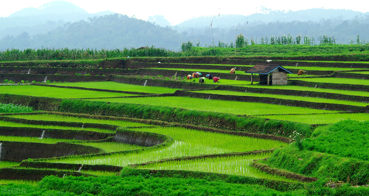 耕地统一耕种成大局,农村土地统一耕种已确定