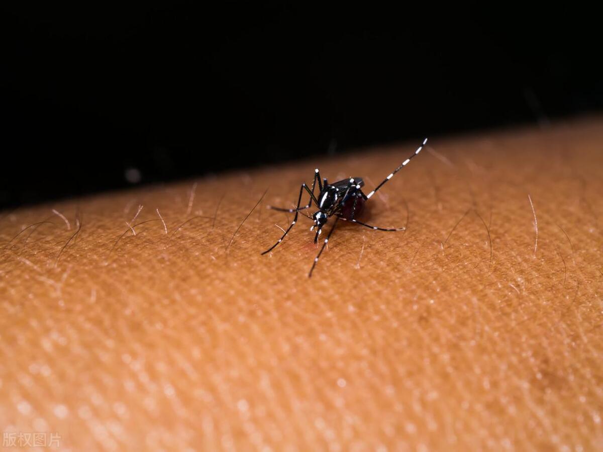 家里有蚊子小妙招怎么去除蚊子,怎么彻底消灭蚊子家里蚊子多