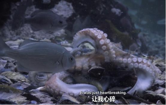 这个男人太大胆，因为夫妻不和谐，转身就爱上了一条章鱼！纪录片