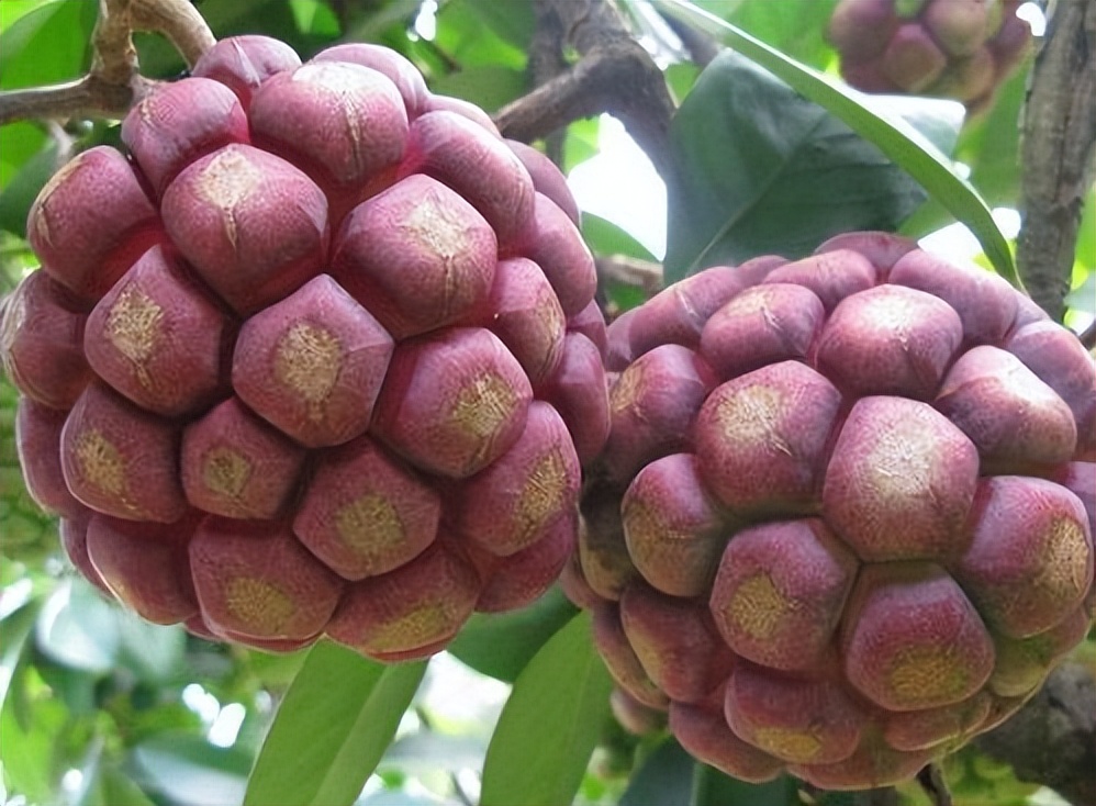 农村常见野生水果大全,这种果树在家也能种